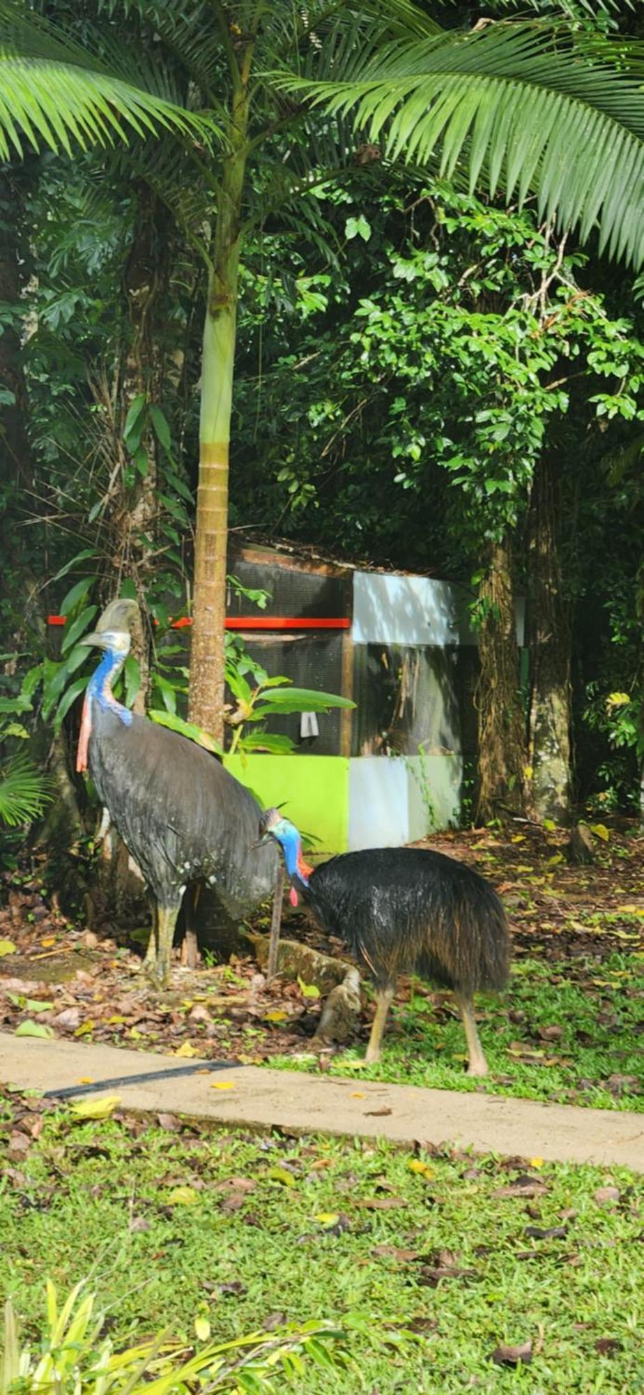 Daintree Siesta Villa Diwan Bagian luar foto