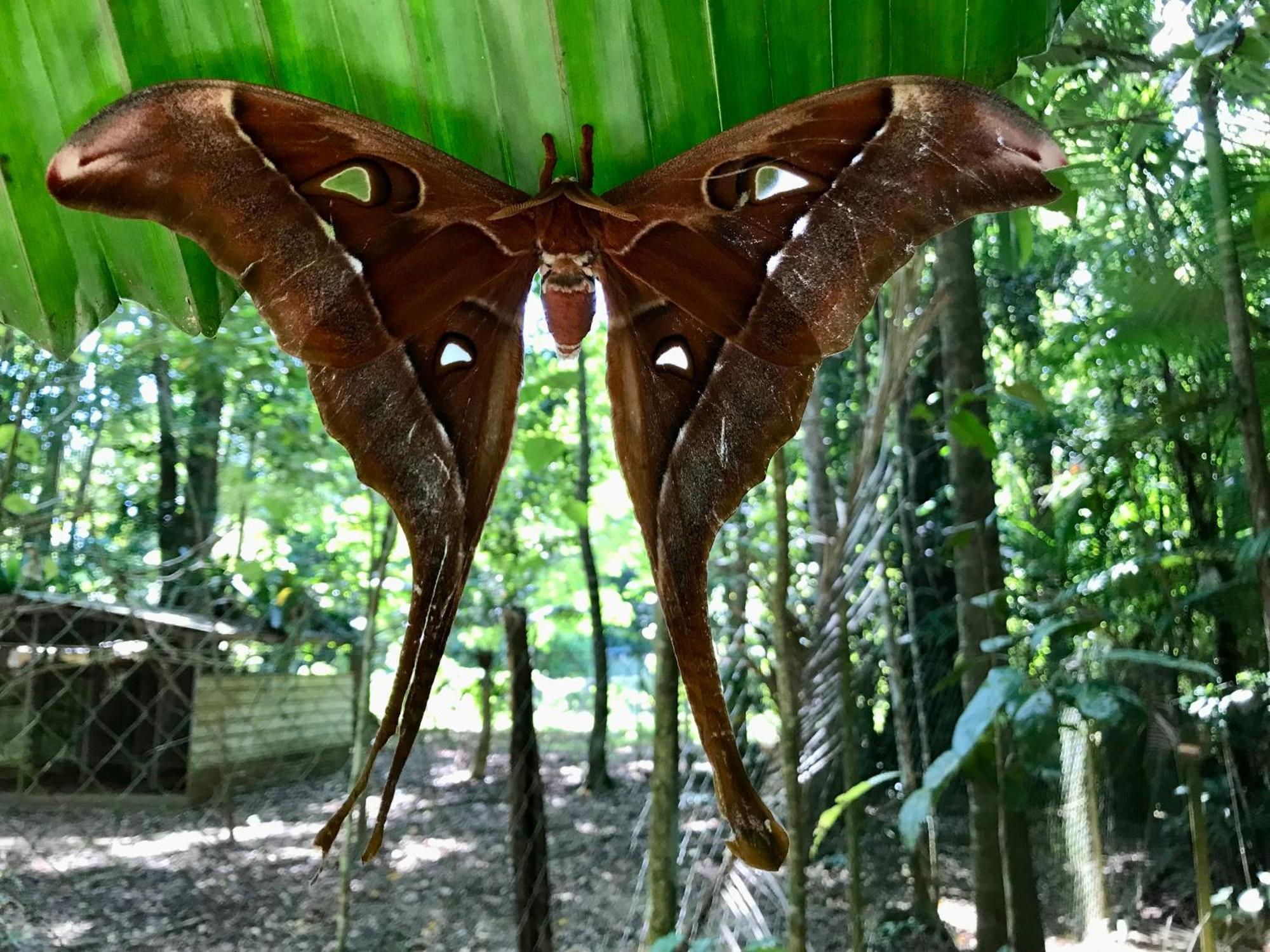 Daintree Siesta Villa Diwan Bagian luar foto
