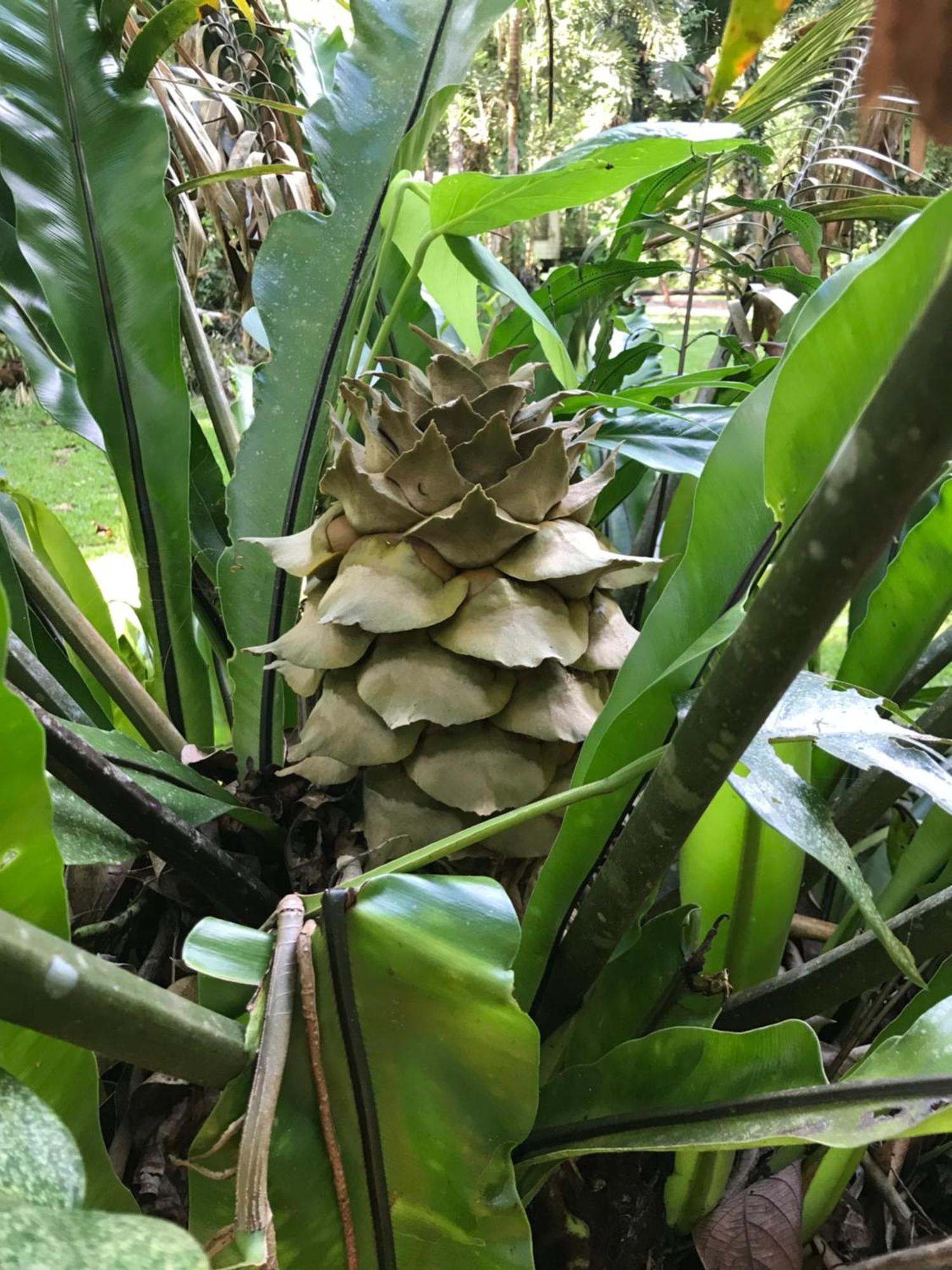 Daintree Siesta Villa Diwan Bagian luar foto