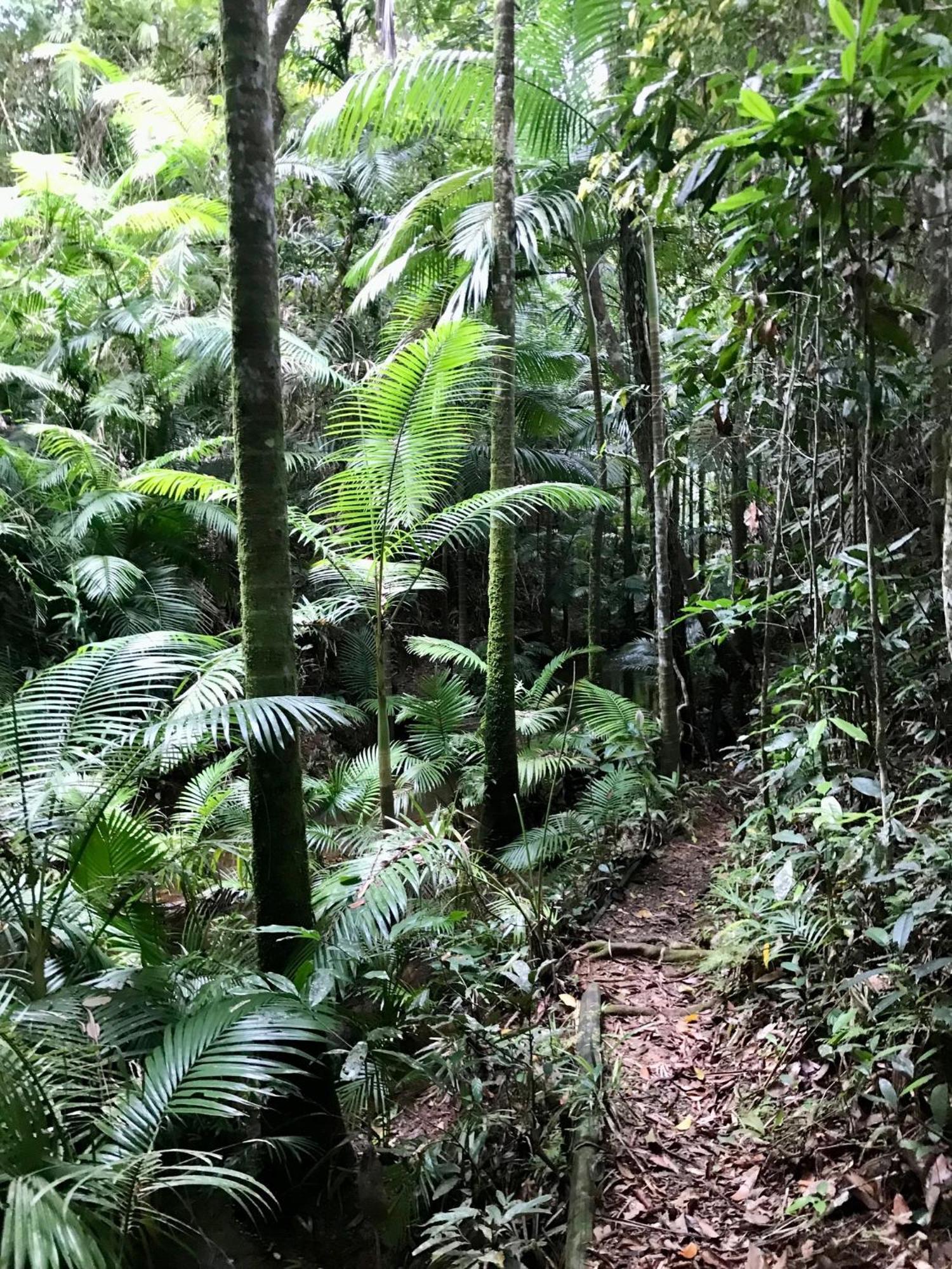 Daintree Siesta Villa Diwan Bagian luar foto